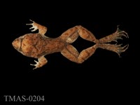 藏品(福建大頭蛙)的圖片